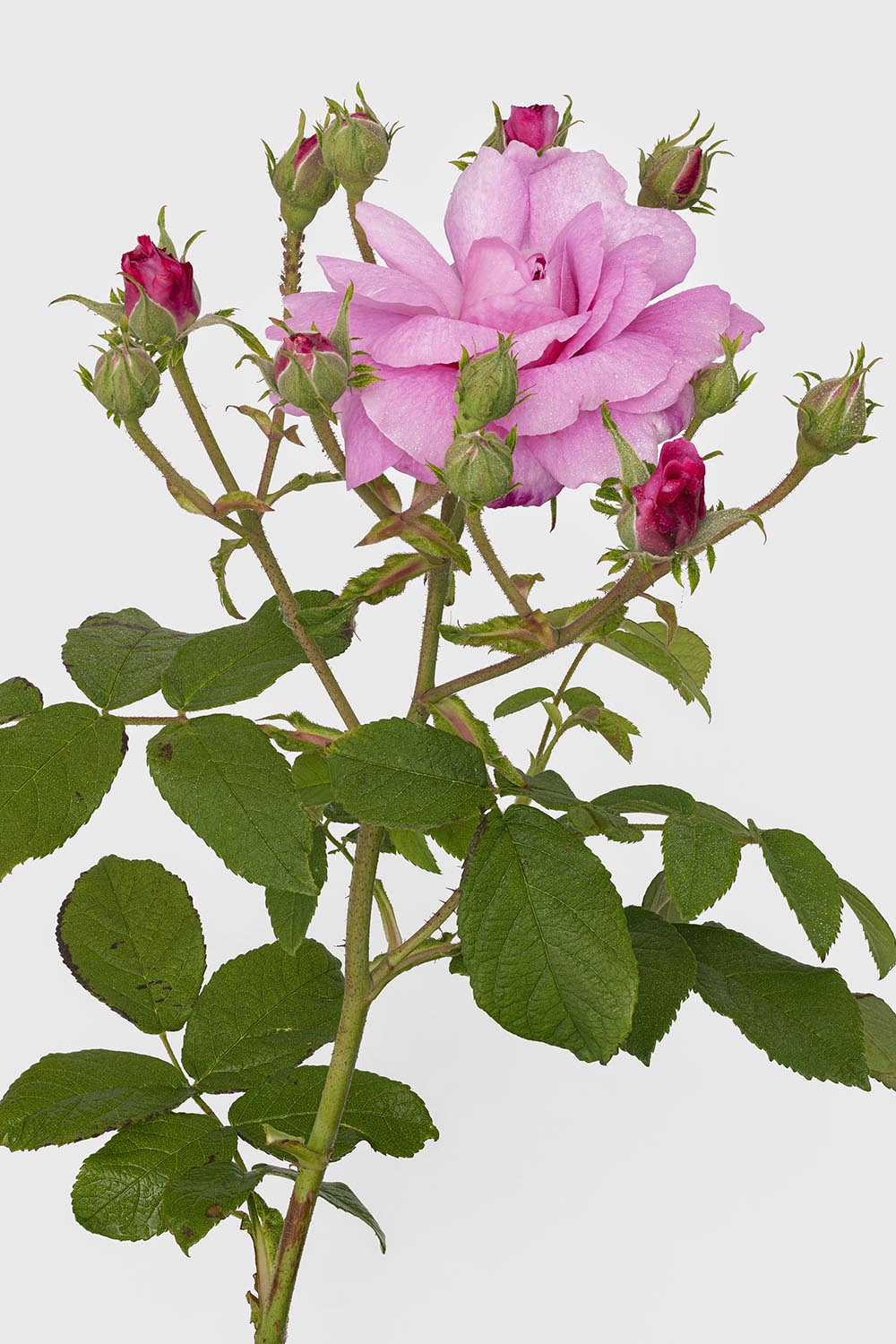 Rose de Damas, Les Roses Pierre-Joseph Redouté